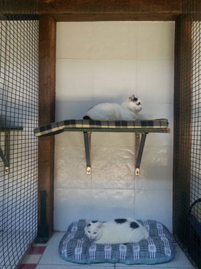 Gallery image 17, Little Dog Boarding Cattery