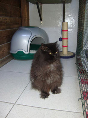 Gallery image 18, Little Dog Boarding Cattery