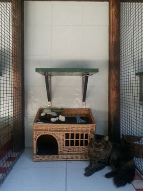 Gallery image 10, Little Dog Boarding Cattery