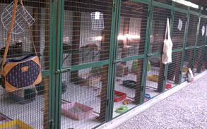 Gallery image, Little Dog Boarding Cattery 3
