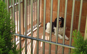 Gallery photo 53 - Little Dog Kennels and Cattery