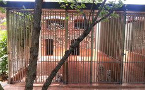 Gallery photo 57 - Little Dog Kennels and Cattery