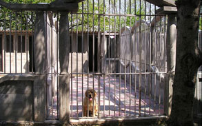 Gallery photo 59 - Little Dog Kennels and Cattery