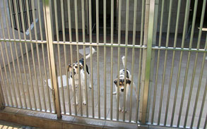 Gallery photo 62 - Little Dog Kennels and Cattery