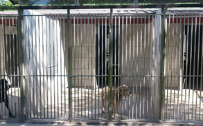 Gallery photo 63 - Little Dog Kennels and Cattery